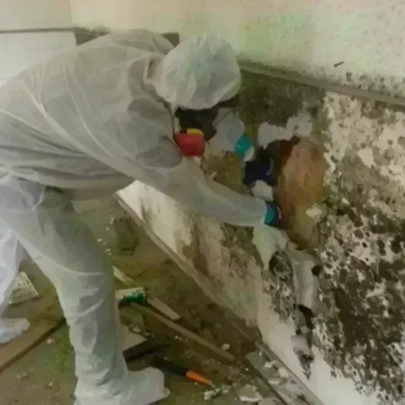 Mold Remediation and Removal in Salida, CO